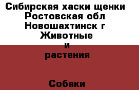 Сибирская хаски щенки - Ростовская обл., Новошахтинск г. Животные и растения » Собаки   